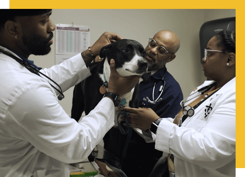 Veterinary Science