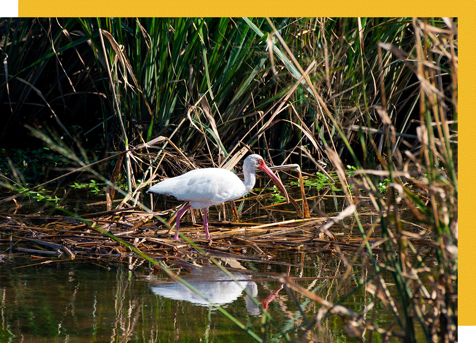 Wildlife Science